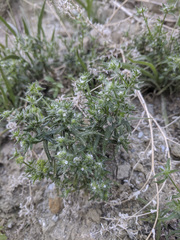 Cryptantha maritima