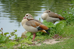 Alopochen aegyptiaca