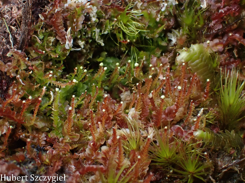 Odontoschisma denudatum observed 2026-04-02