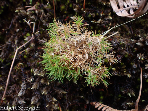 Dichanthelium koolauense observed 2026-04-02