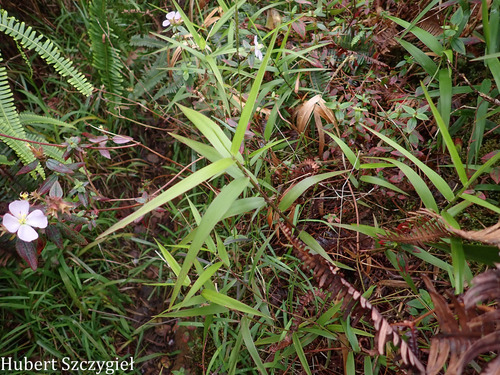 Isachne distichophylla observed 2026-04-02