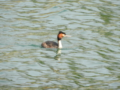 Podiceps cristatus