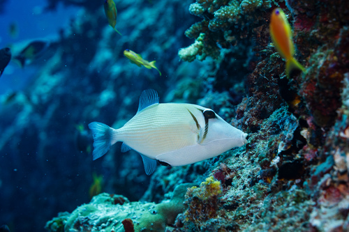 Lei Triggerfish — seen at this dive site