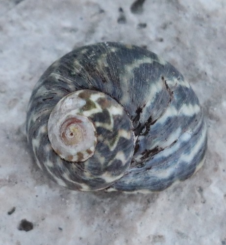 Lunella undulata