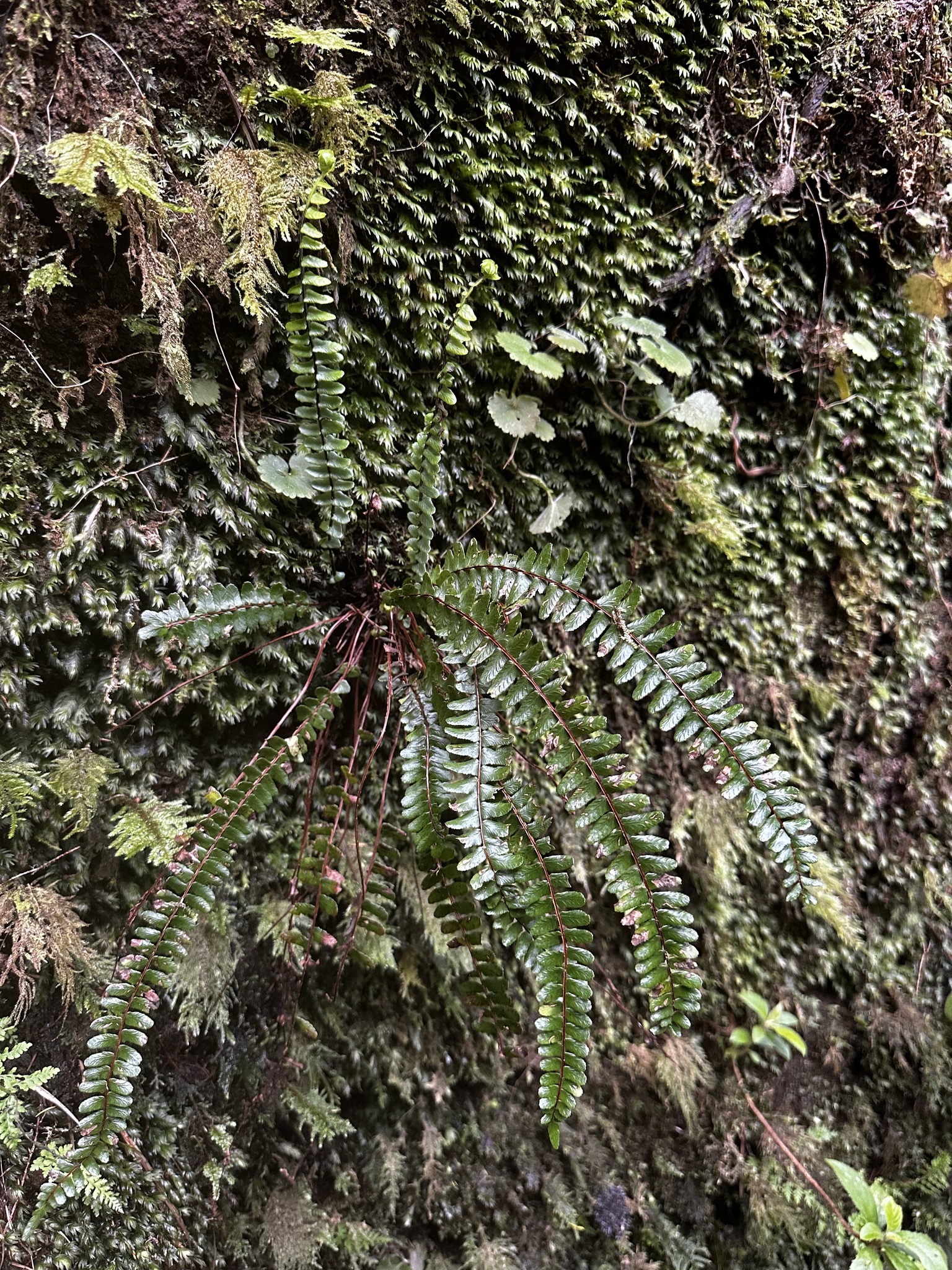 Asplenium anceps Sol. ex Lowe 2
