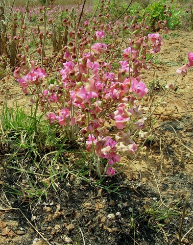 Physostigma