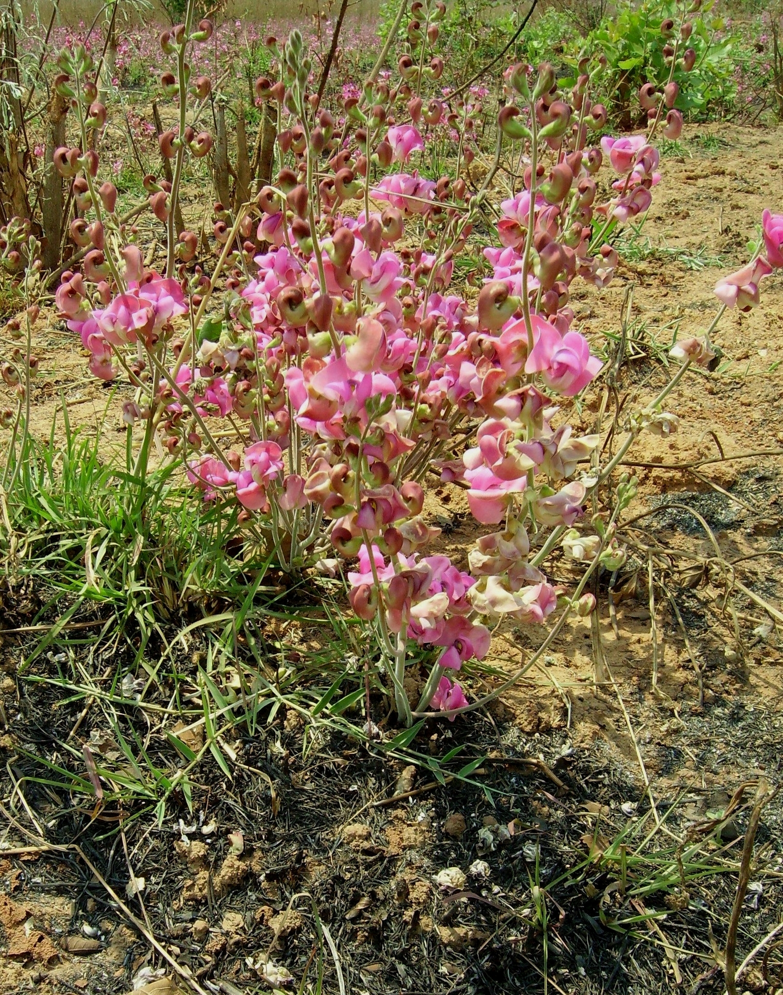 Physostigma