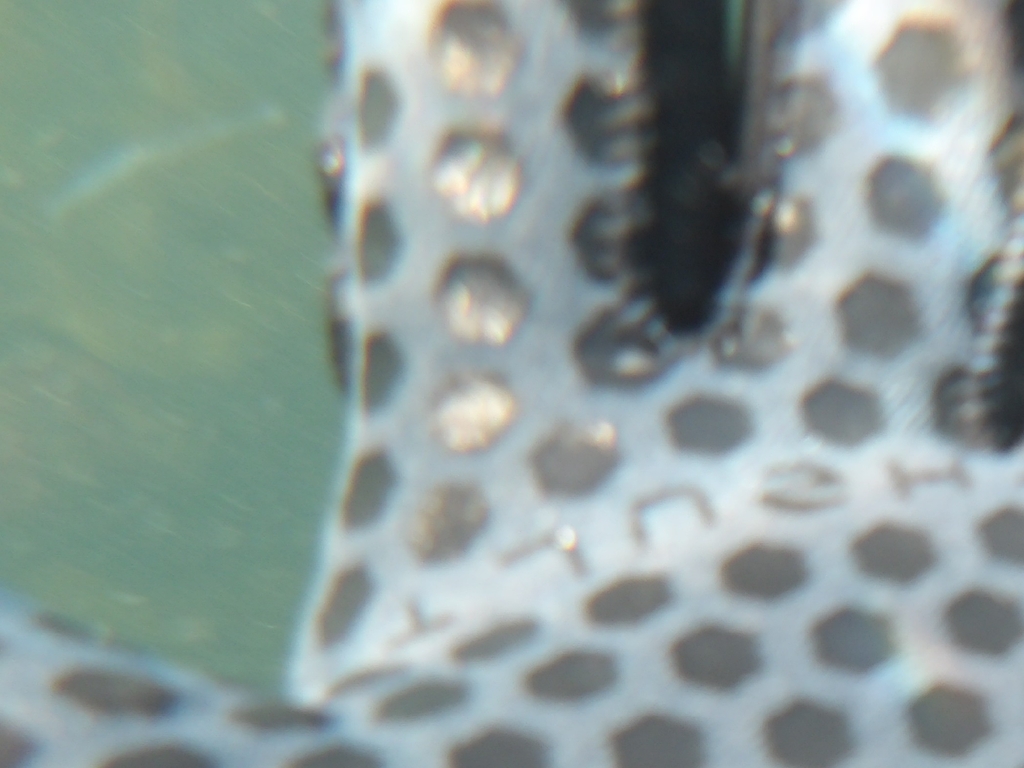 Amalis Riera Animals from James Bay, Victoria, BC, Canada on April 26, 2026 at 04:37 ...