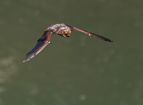 Northern Hoary Bat observed by jefftodoroff