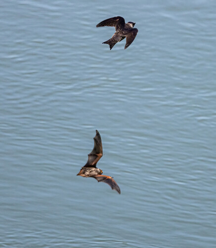 Northern Hoary Bat observed by jefftodoroff