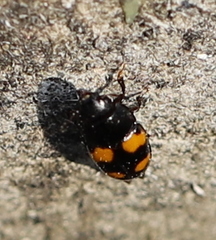 Glischrochilus grandis