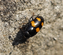 Glischrochilus grandis