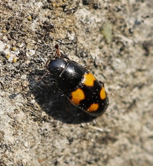 Glischrochilus grandis