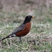Newfoundland Robin - Photo (c) Lily M, some rights reserved (CC BY-NC), uploaded by Lily M