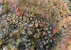 Marchandiomyces corallinus