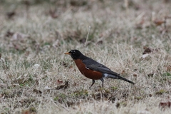 Turdus migratorius nigrideus