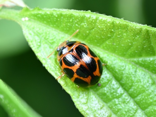 Gonioctena fortunei