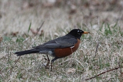 Turdus migratorius nigrideus