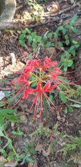 Lycoris