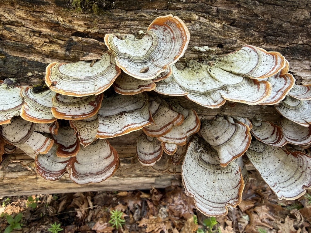 Stereum lobatum · April 2026 · photo: © fluffberger (iNaturalist, cc-by-nc)