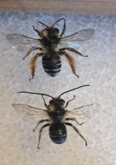 Melissodes druriellus