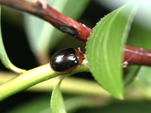 Willow Leaf Beetle