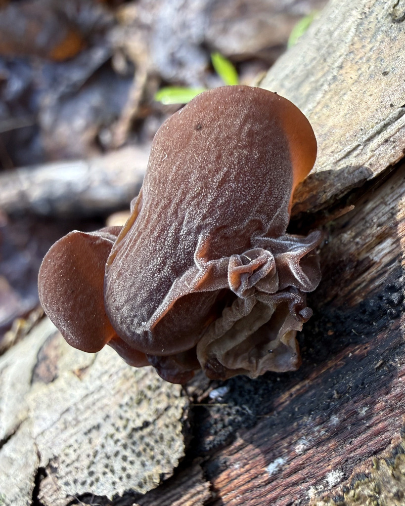 Auricularia angiospermarum