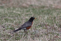 Turdus migratorius nigrideus