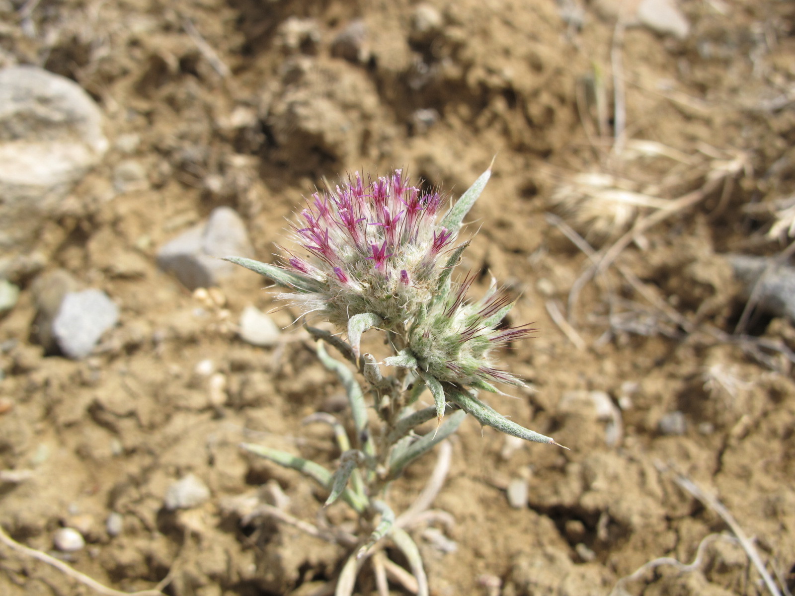 Lesser Globe Thistle, Spiny-Scale Globe Thistle (Echinops acantholepis)
