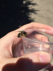 Melissodes druriellus