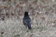 Turdus migratorius nigrideus