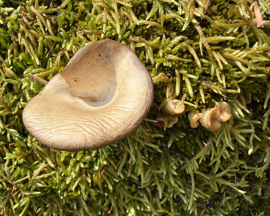 Hohenbuehelia petaloides