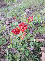 Chaenomeles × superba