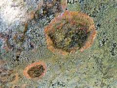 Marchandiomyces corallinus