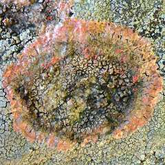 Marchandiomyces corallinus