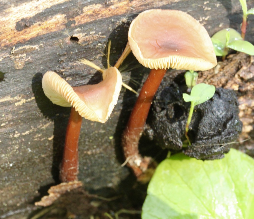 Gymnopus semihirtipes