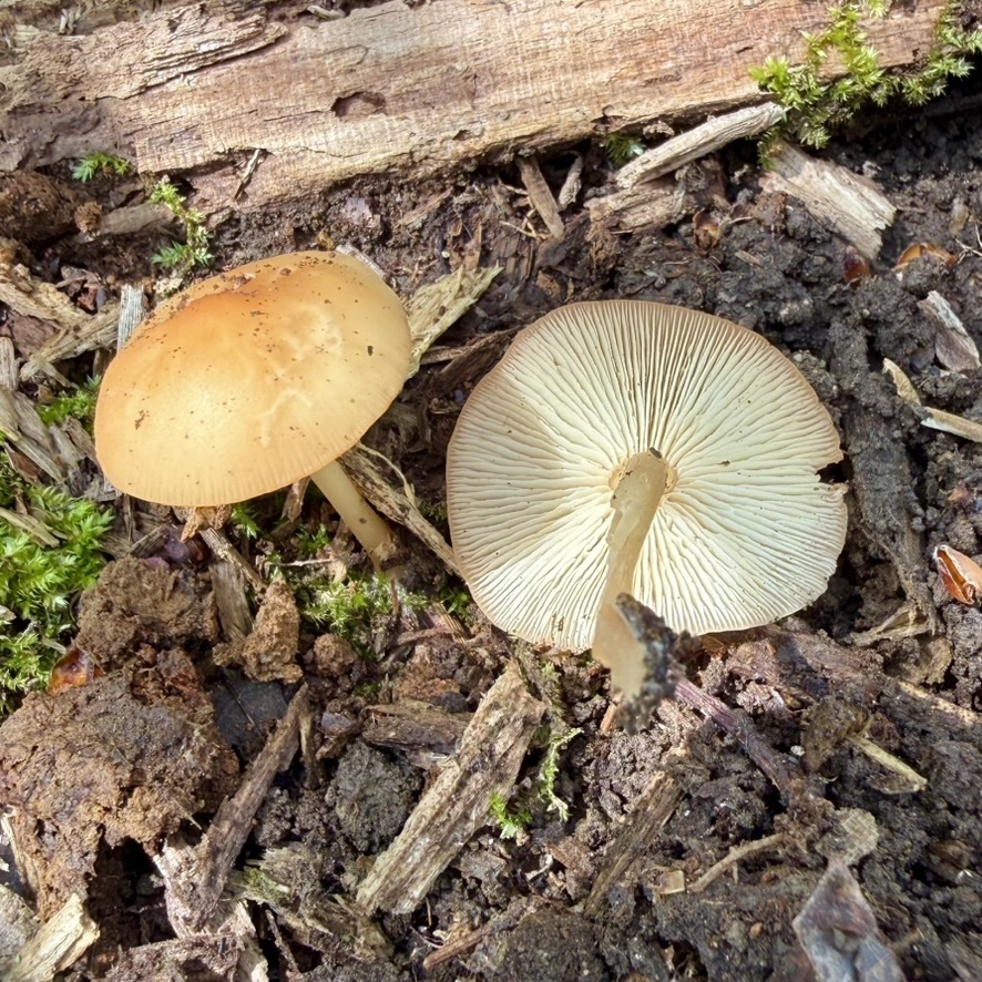 Gymnopus dryophilus · April 2026 · photo: © fluffberger (iNaturalist, cc-by-nc)