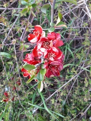 Chaenomeles × superba