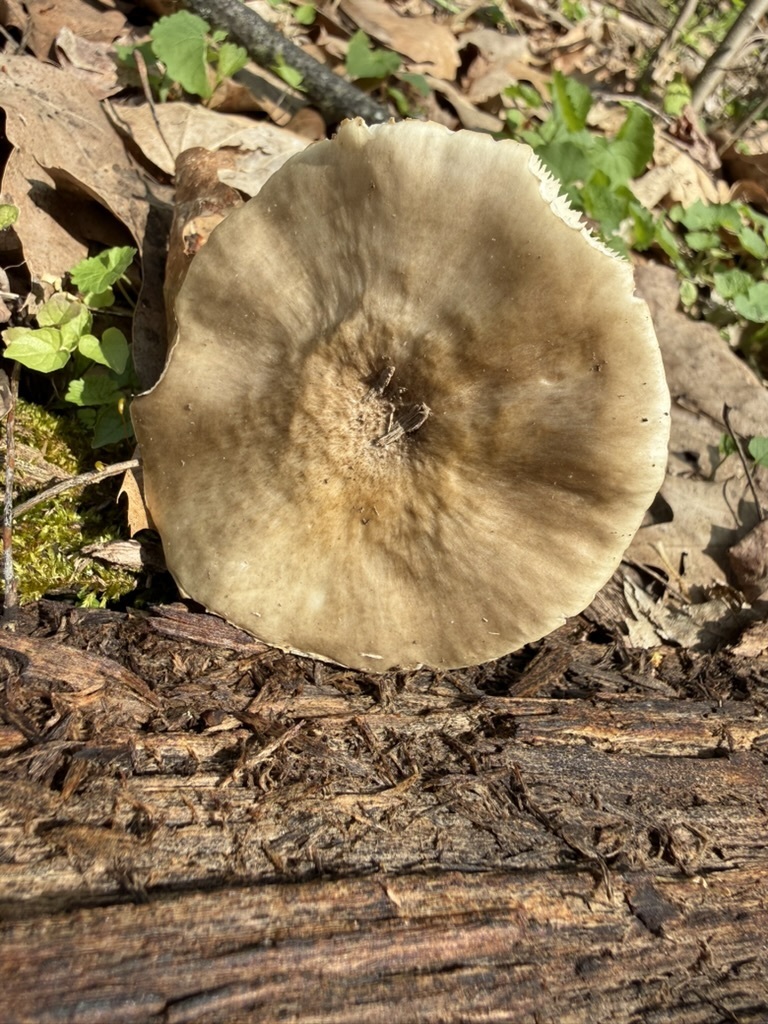 Pluteus cervinus · April 2026 · photo: © fluffberger (iNaturalist, cc-by-nc)