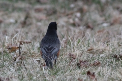 Turdus migratorius nigrideus