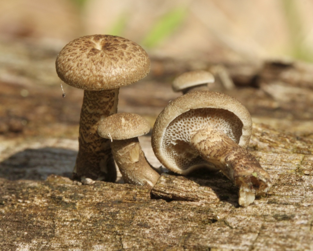 Lentinus arcularius · April 2026 · photo: © fluffberger (iNaturalist, cc-by-nc)