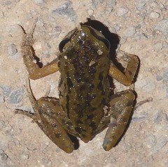 Micryletta