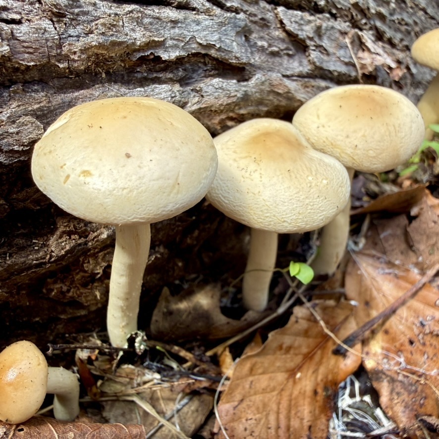 Agrocybe praecox · April 2026 · photo: © fluffberger (iNaturalist, cc-by-nc)