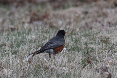 Turdus migratorius nigrideus