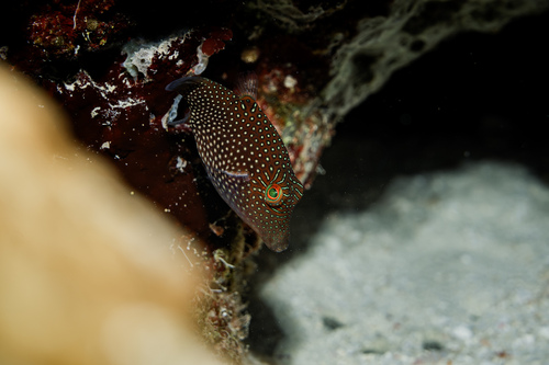 Canthigaster janthinoptera