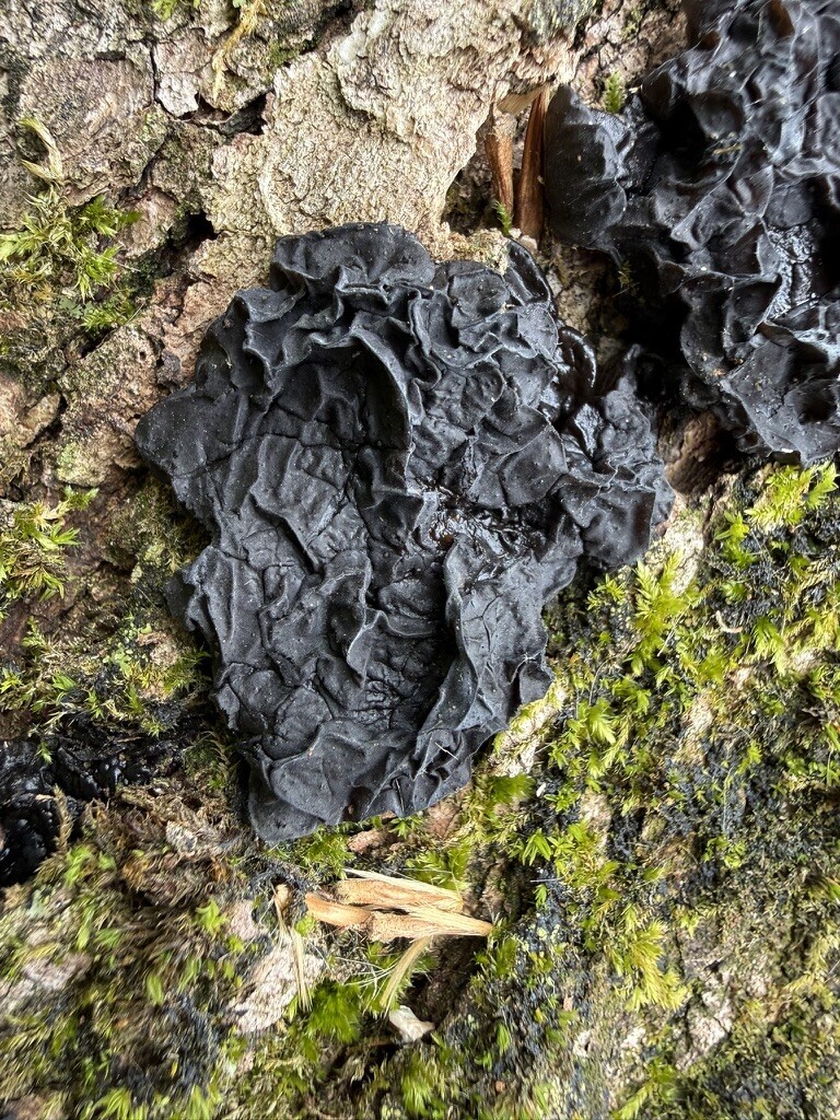 Exidia glandulosa · April 2026 · photo: © fluffberger (iNaturalist, cc-by-nc)