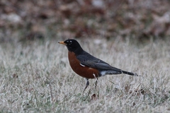 Turdus migratorius nigrideus