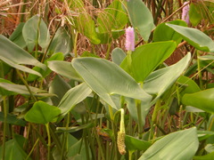 Pontederia sagittata