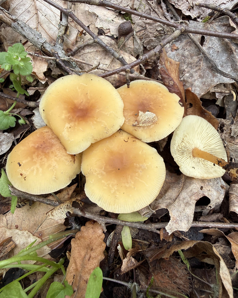 Gymnopus dryophilus · April 2026 · photo: © fluffberger (iNaturalist, cc-by-nc)