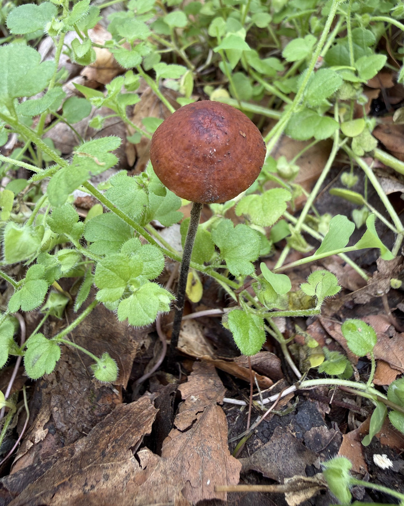 Rhizomarasmius pyrrhocephalus · April 2026 · photo: © fluffberger (iNaturalist, cc-by-nc)
